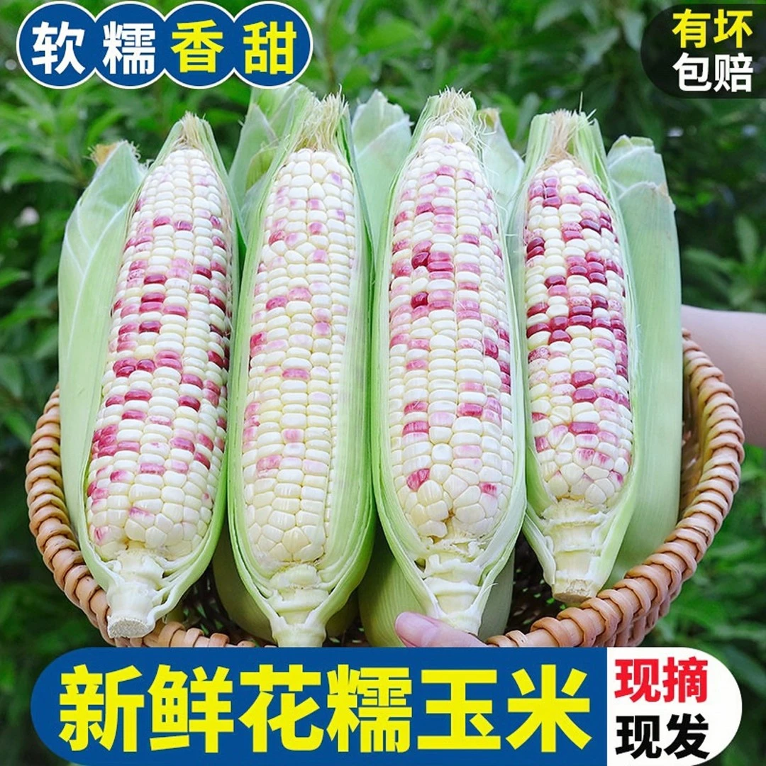 新鲜现采现摘香甜花糯玉米生鲜食品鲜食玉米玉米棒带皮发货包邮