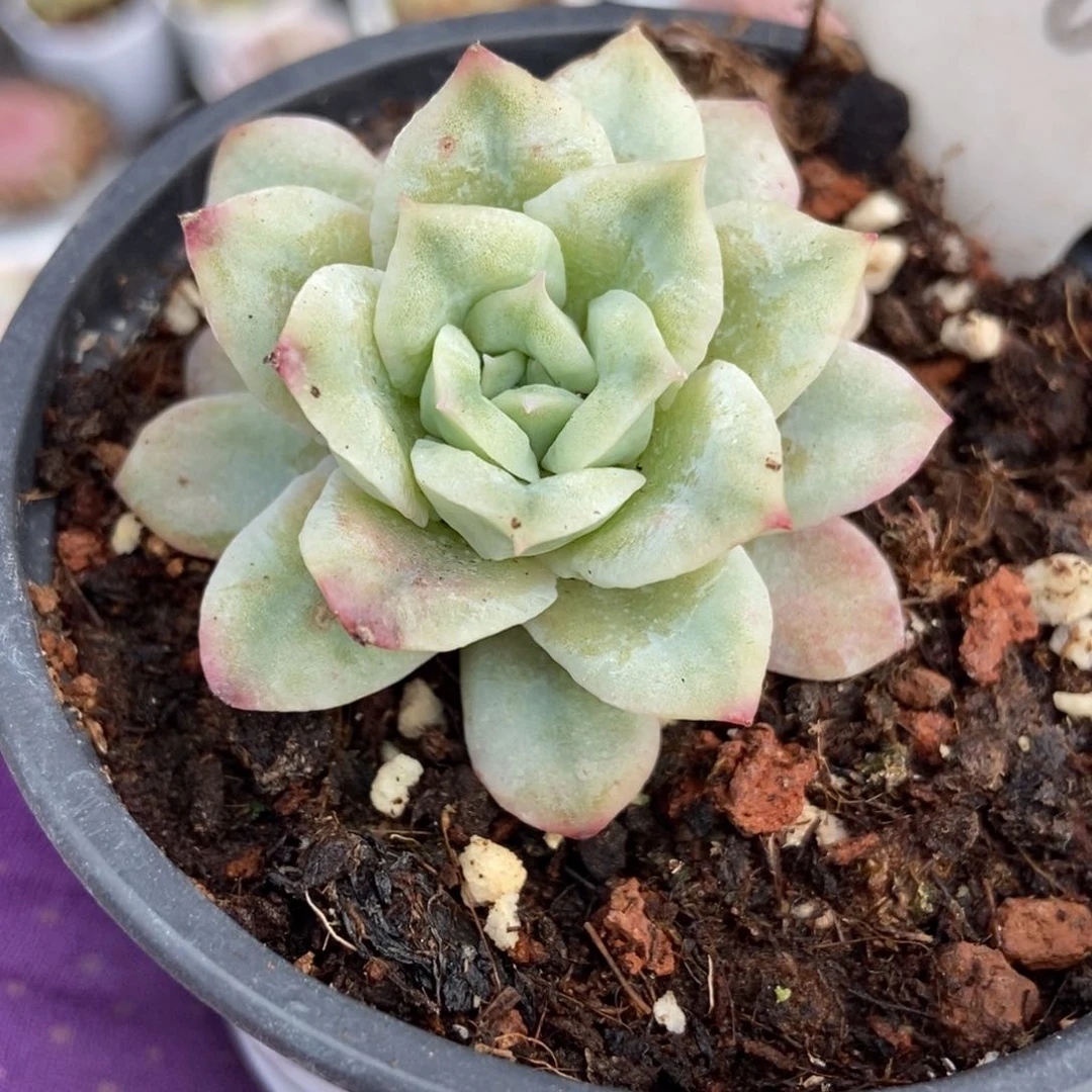 916泡泡纱多肉植物保护