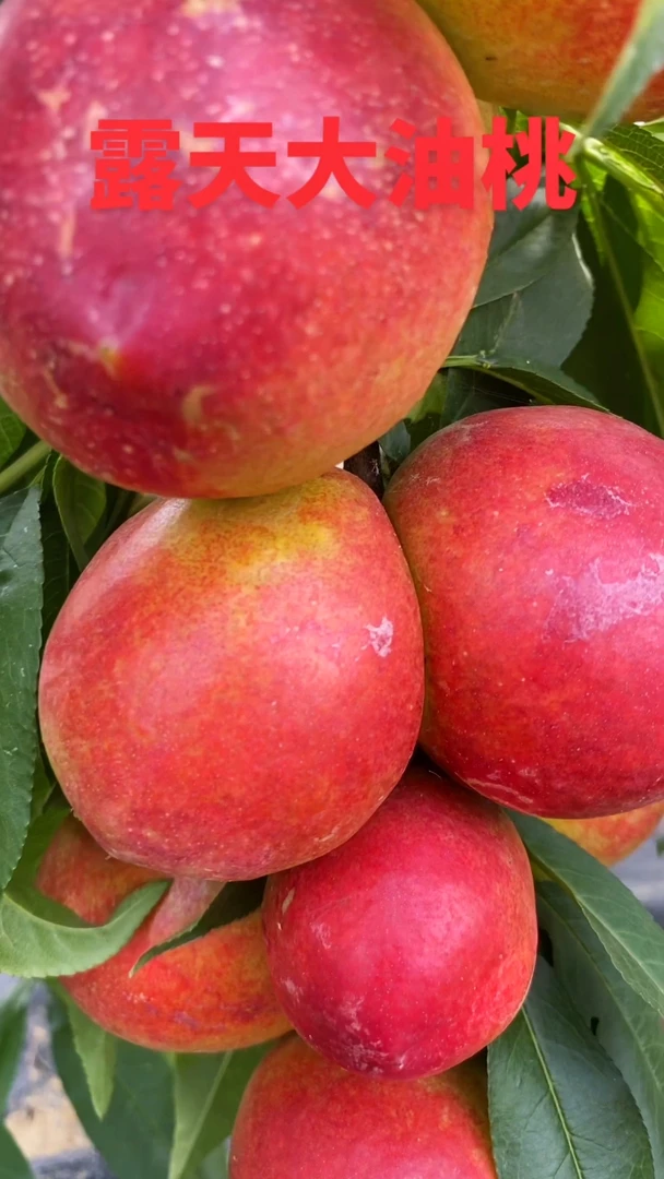 话春塘绿色健康大油桃脆甜多汁 净含量4斤