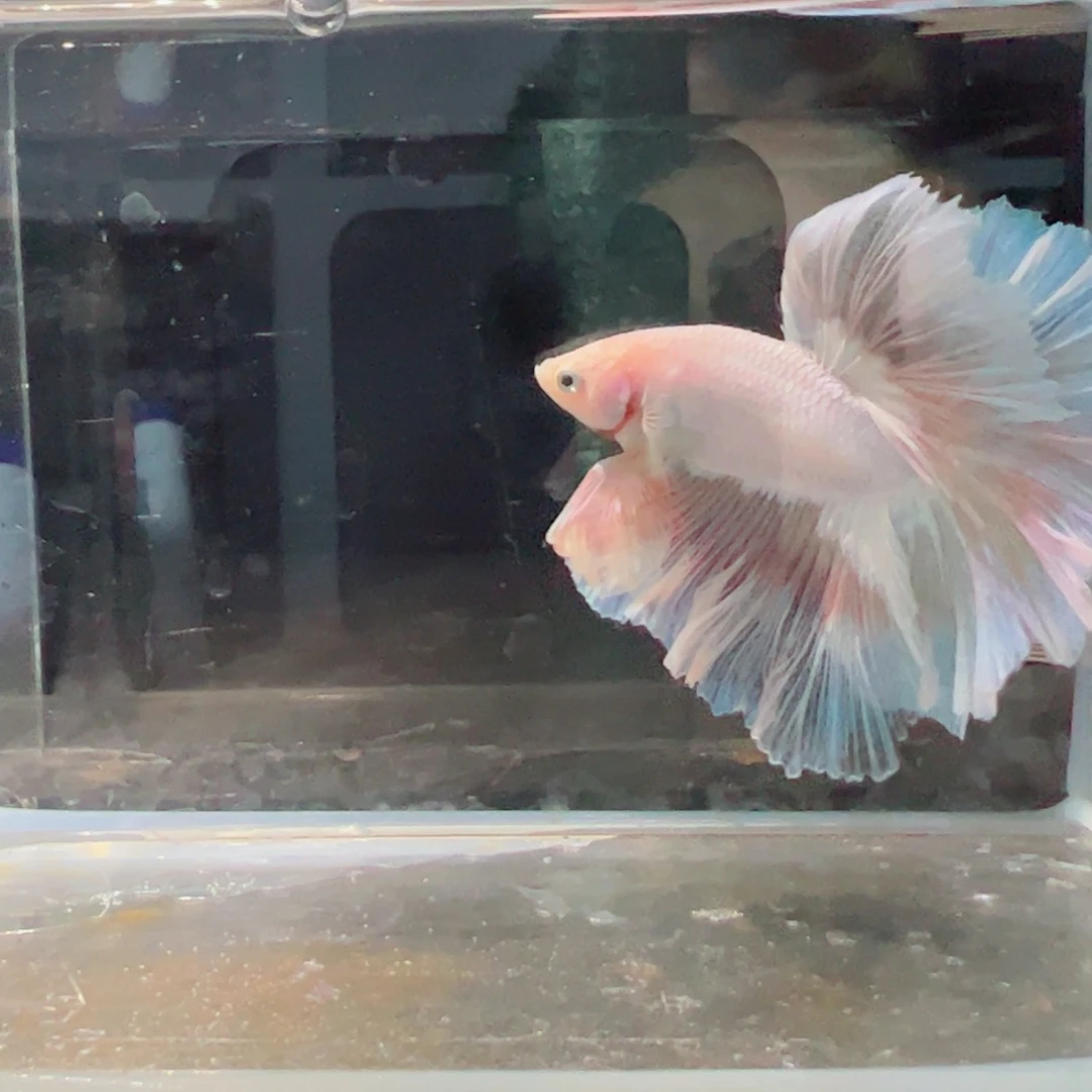 斗鱼浅色仙仙裙特殊尾