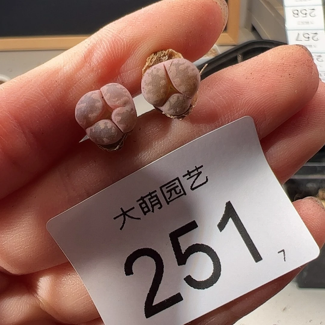 0000251 一物一拍