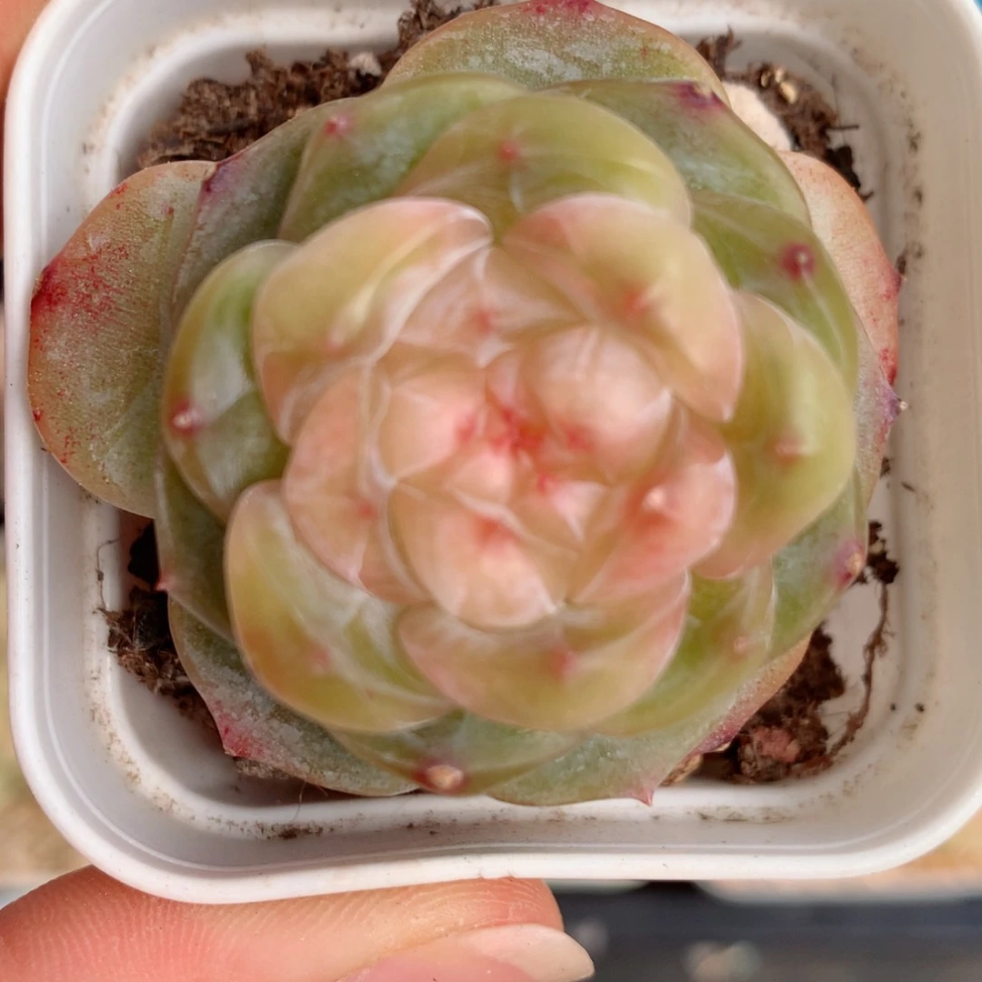 81糖心58包邮  群生不包整