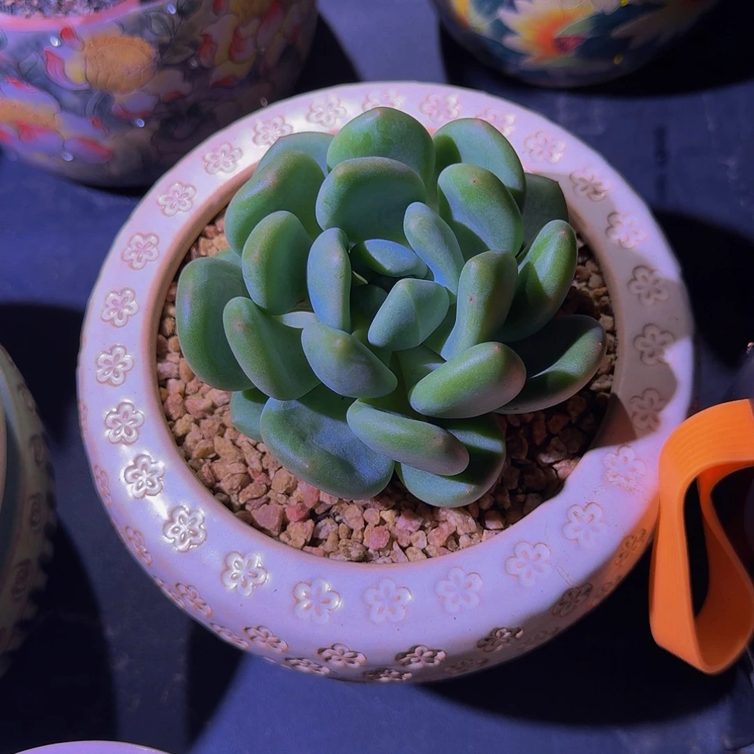 X系列 美人 新品 一物一拍