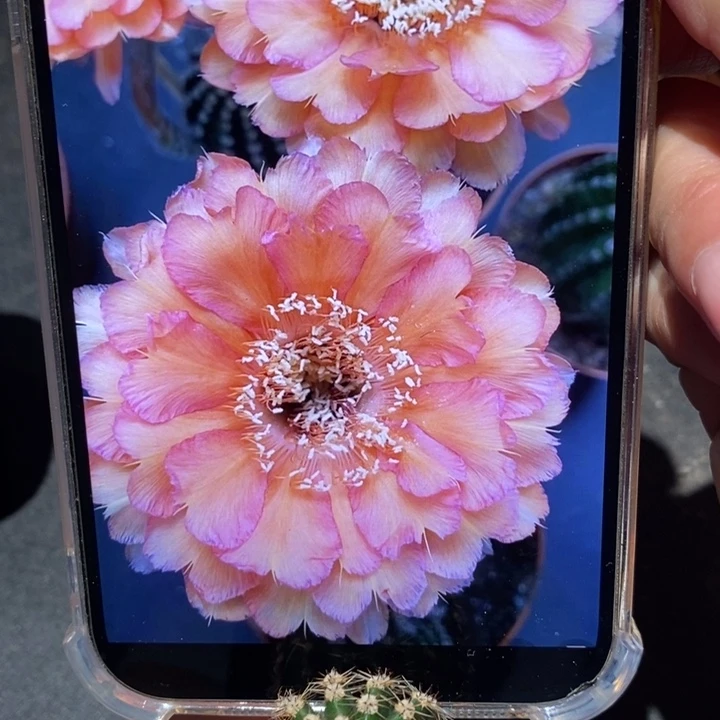 香香心舞侧芽3公分左右