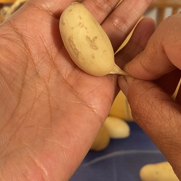 小***贝葫芦手把件摆件葫芦