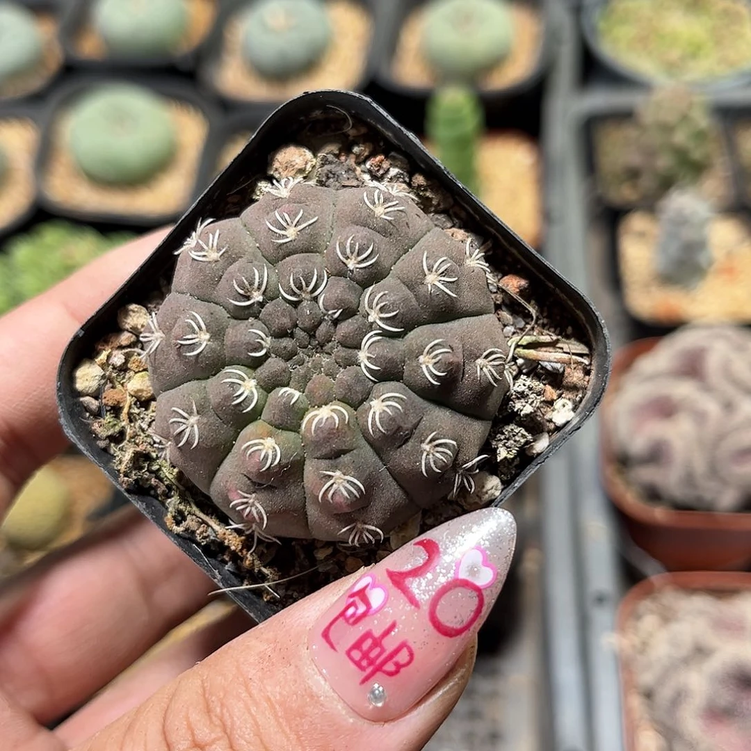 爆*25328一物一拍单头发货