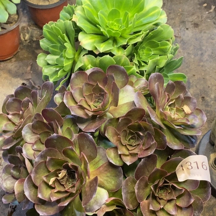 两盆多肉断头不包1316