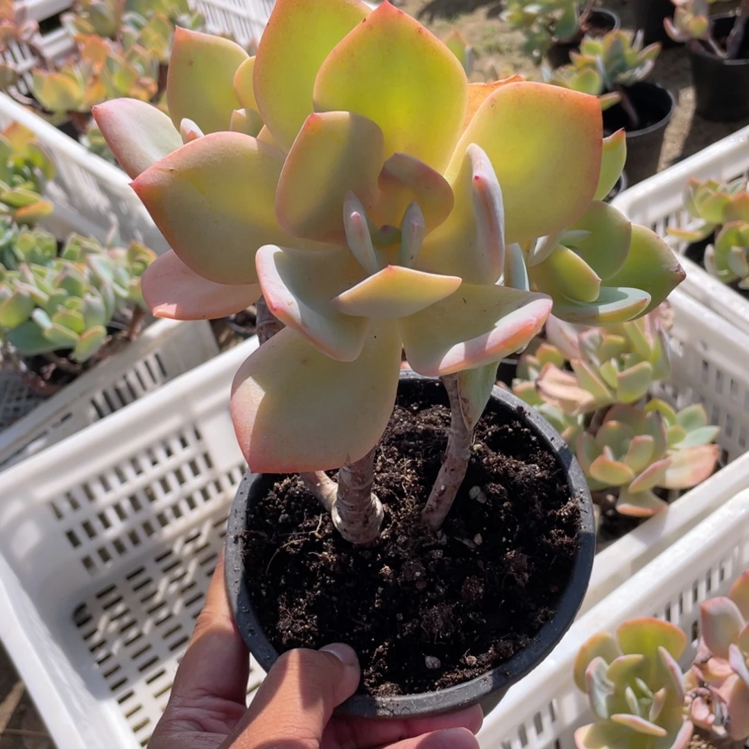 2508  白凤  六月六