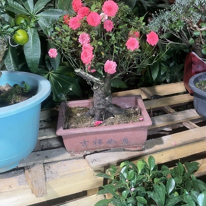 五***品无花朵哈哈哈哈哈哈