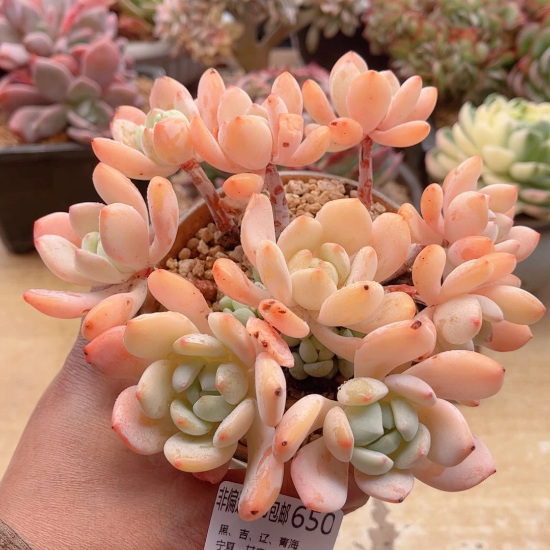 650冷香德华多肉