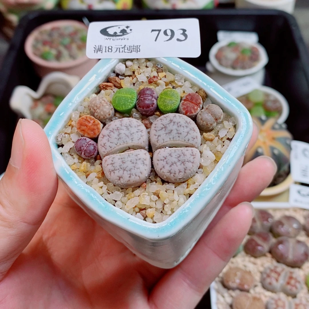 生石花花花花花花793