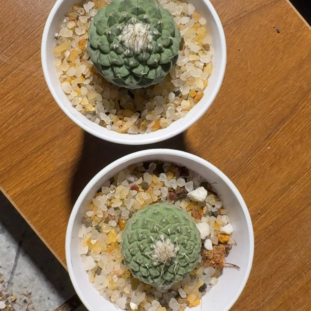 实生根菊水带盆土