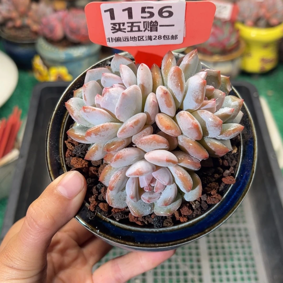 表妹精品多肉1156.