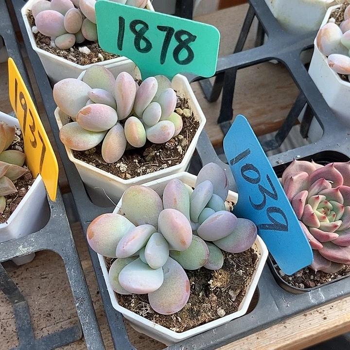 落**烟多肉植物1878 1039