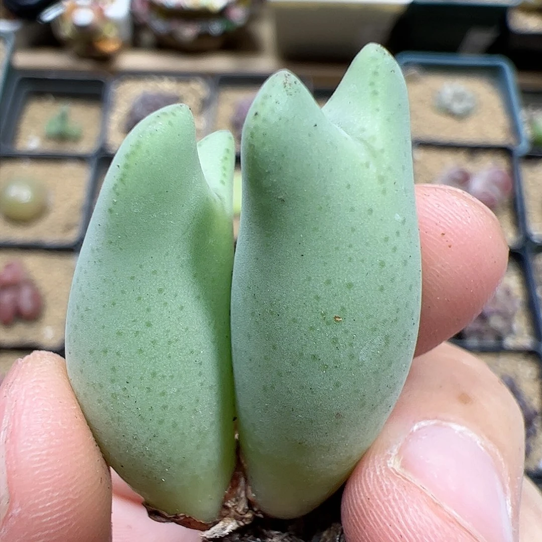 【闪购商品】300 福利