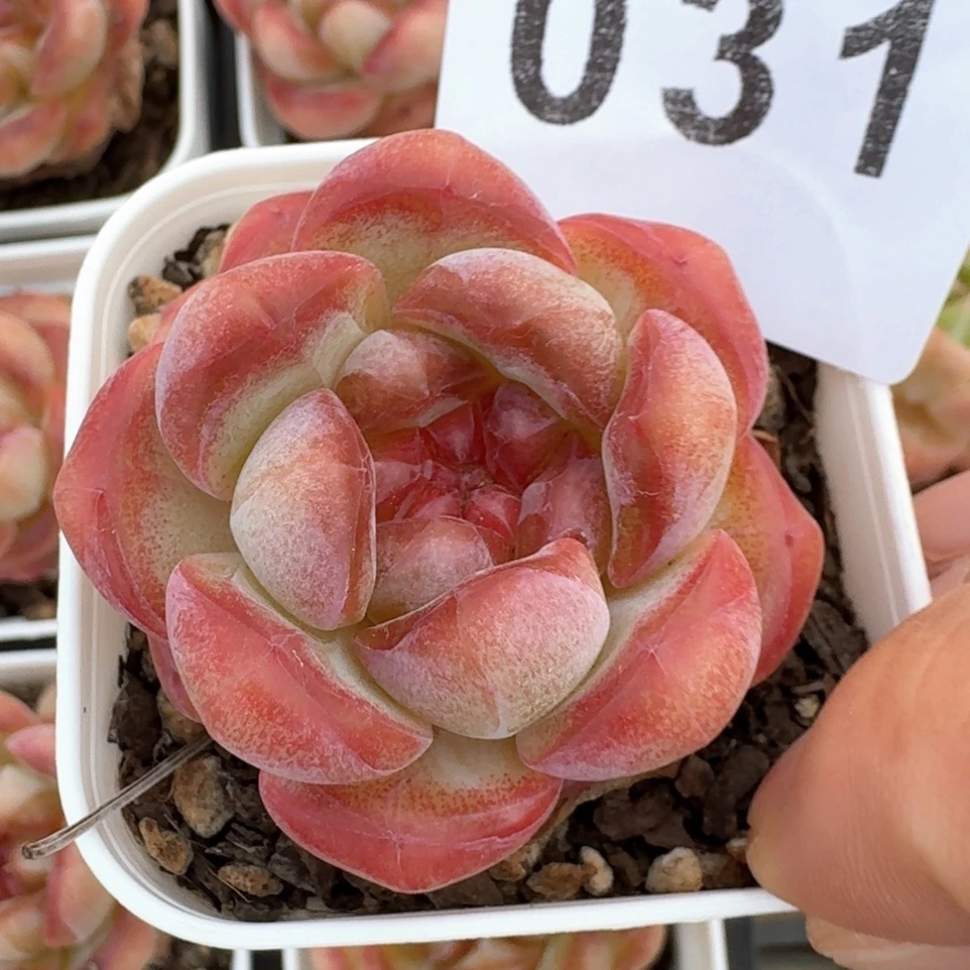 甜茶珍妮            多肉植物