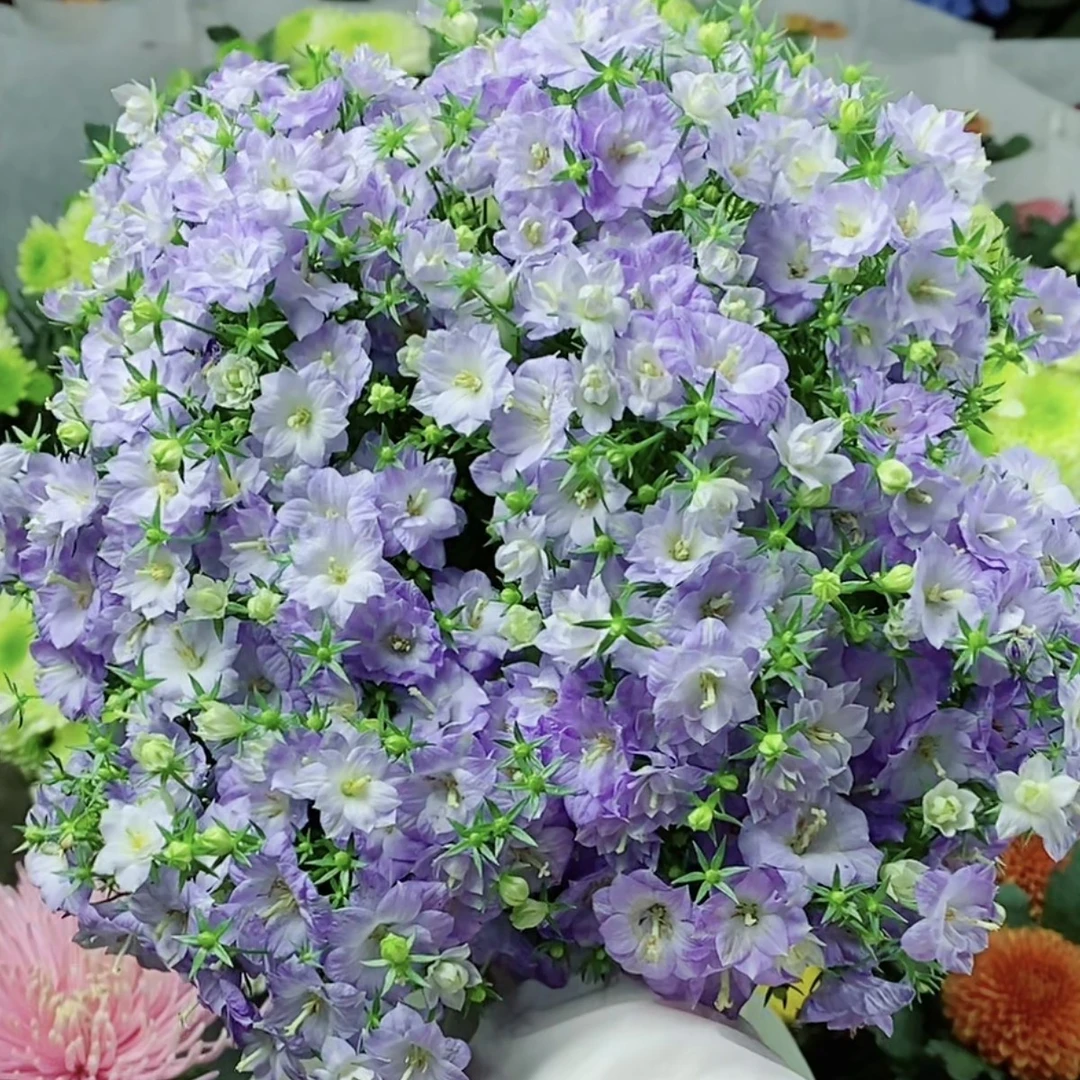 丹麦风铃草盆栽冠军风铃草带花苞重瓣梦露风铃阳台花卉四季开花