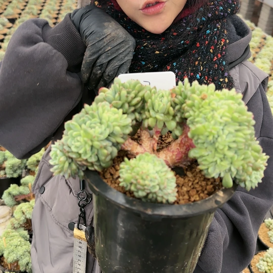 2757号39.9            肉