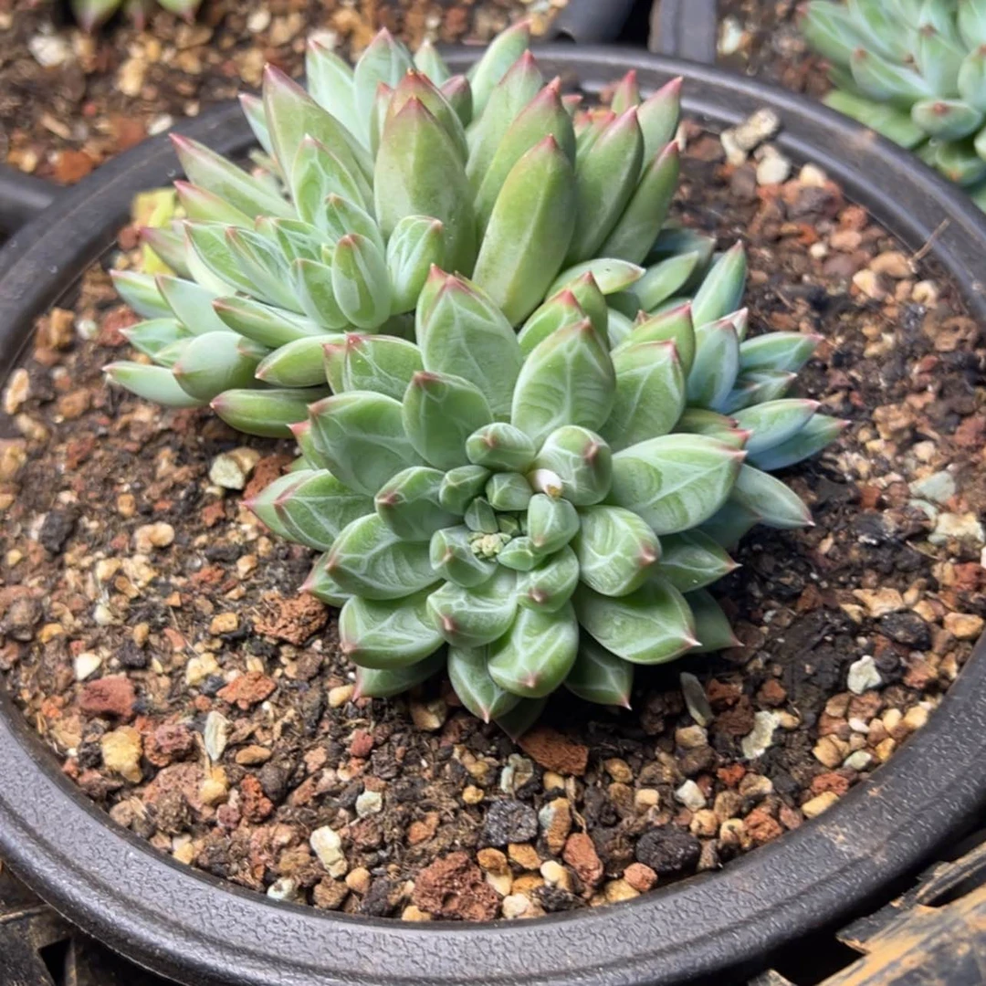 【闪购商品】陨石多肉39.8