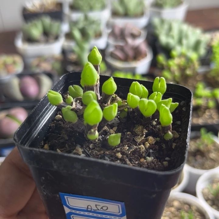 050 枝干兔子短耳兔子