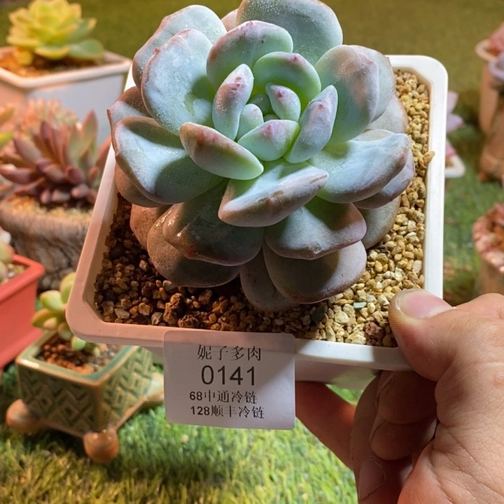 0141啊啊啊啊啊啊啊啊啊啊啊