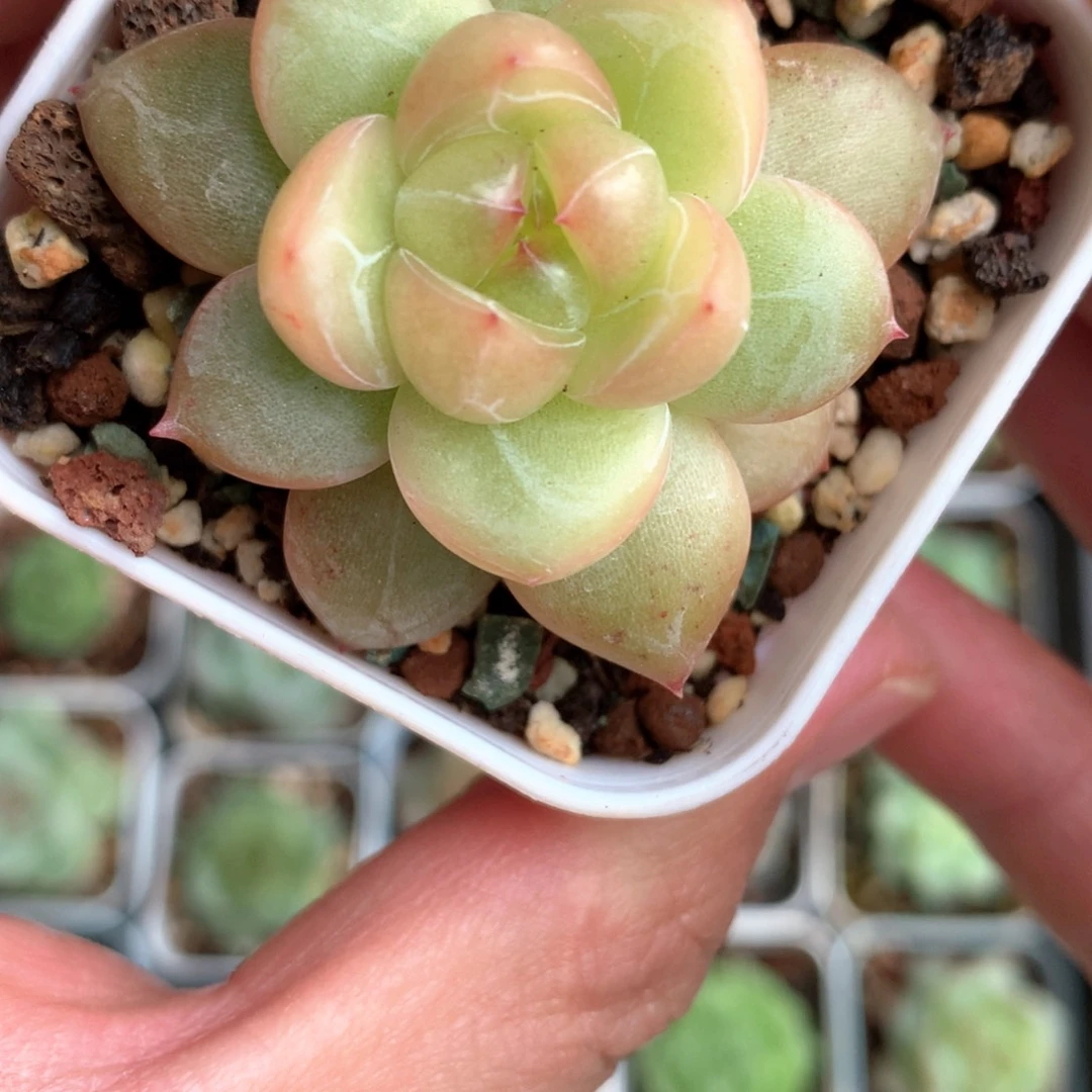 东云体油亮。      11号