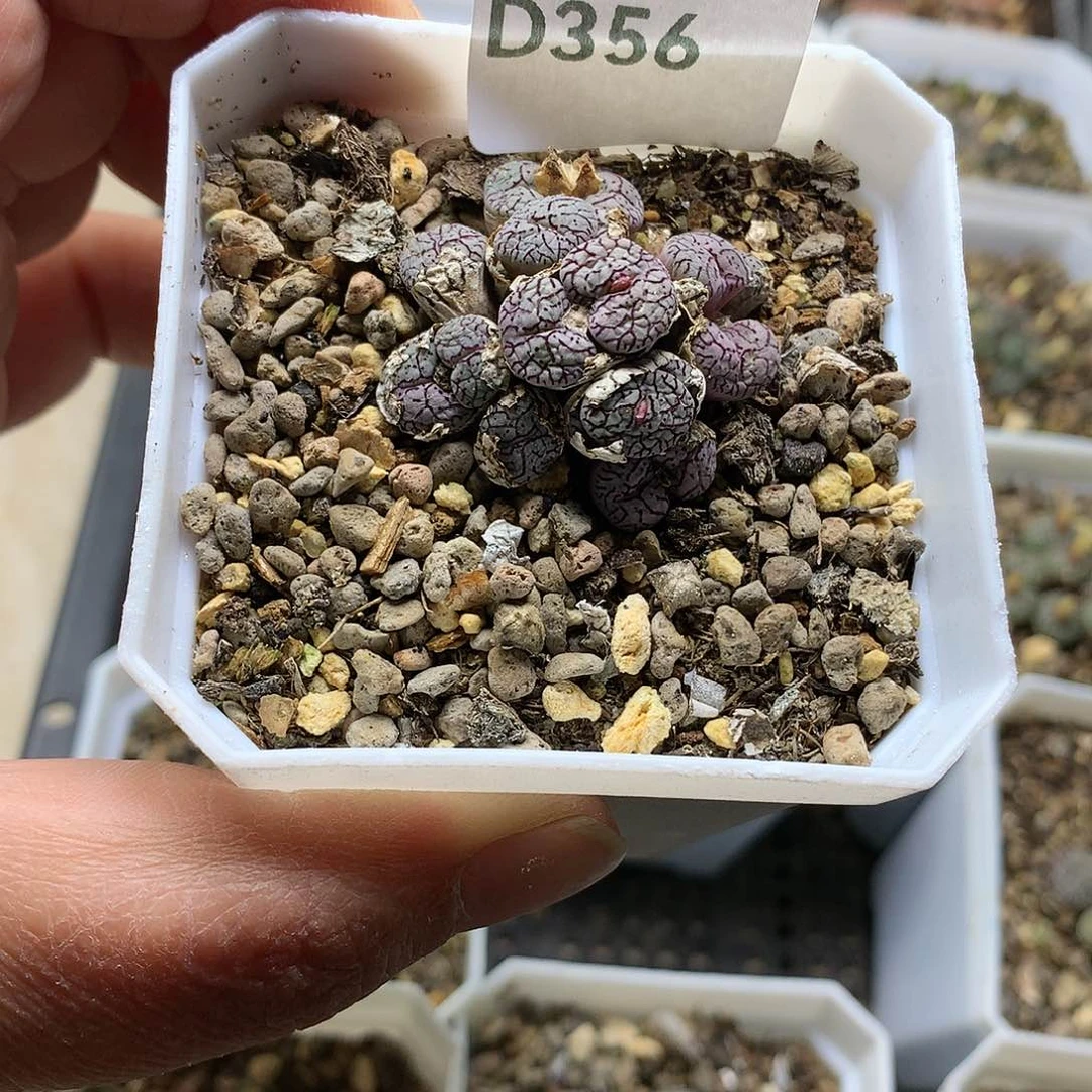 ?****字D356多肉植物保护