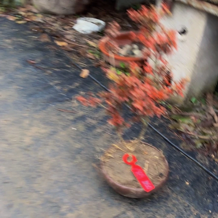 打***强无花朵万佛山珍珠黄杨彩叶猫眼