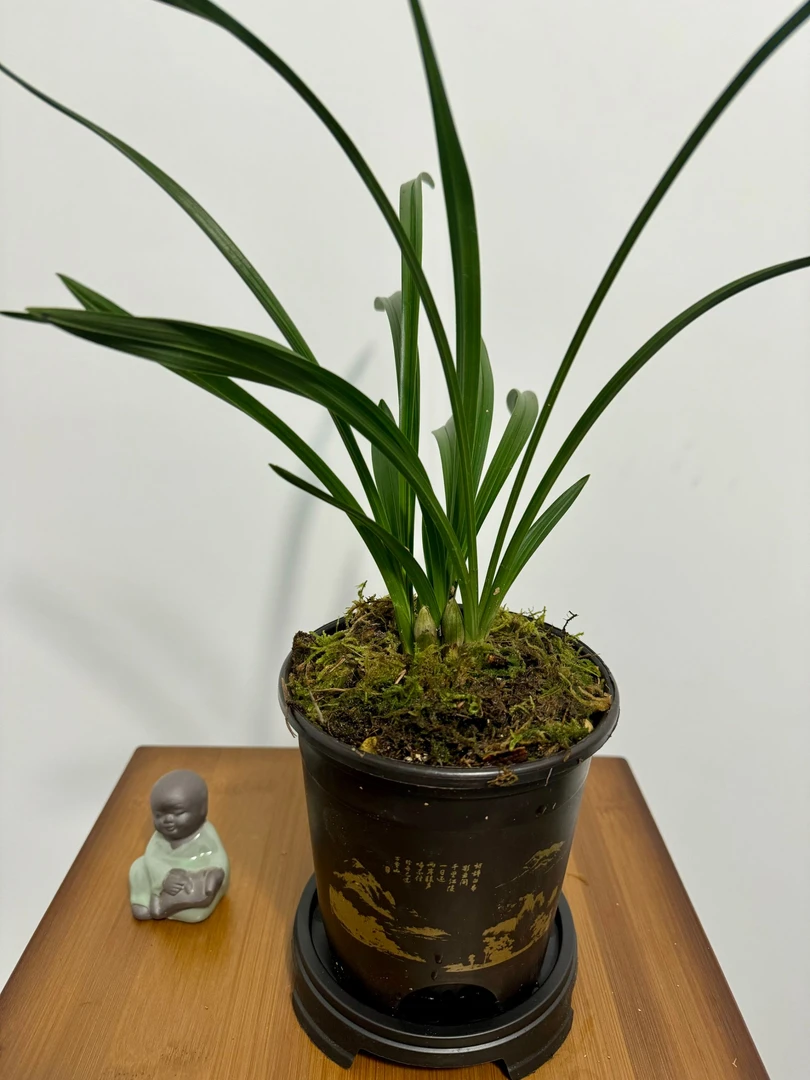 春兰大富贵浓香型好养室内阳台好养易活