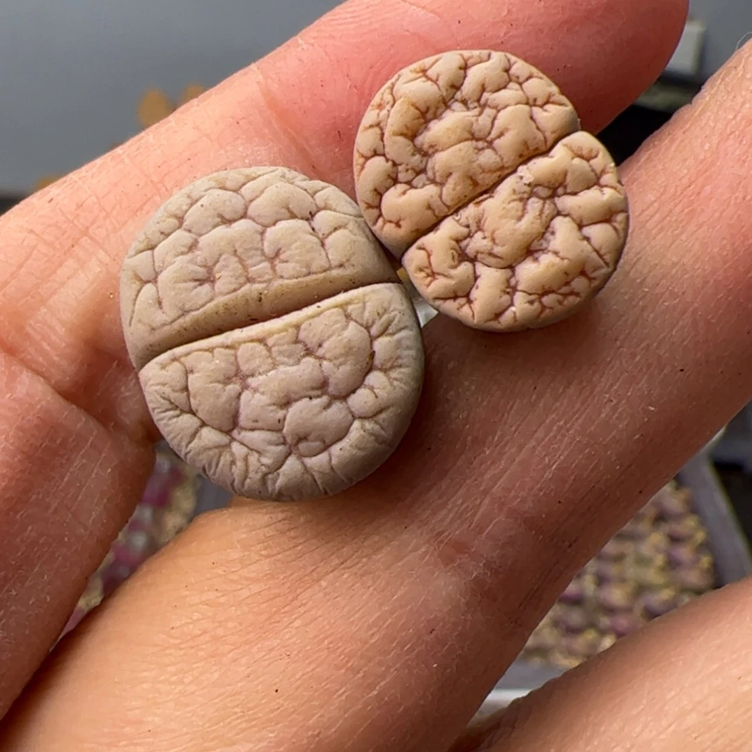 【闪购商品】000000001