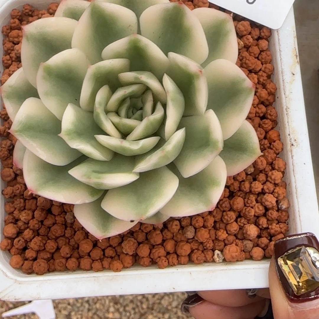 850月亮仙子锦多肉植物