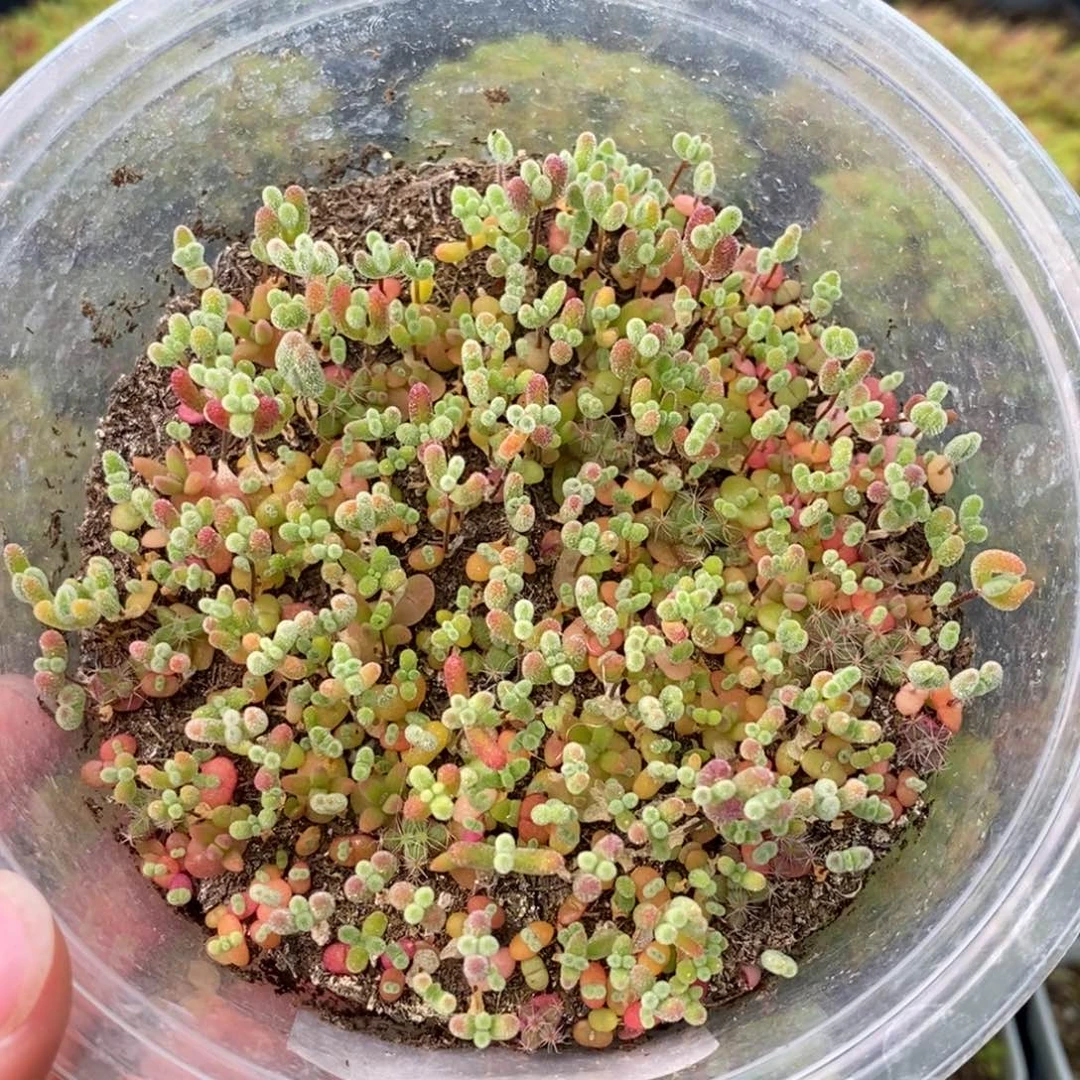 0919切糕混合 。