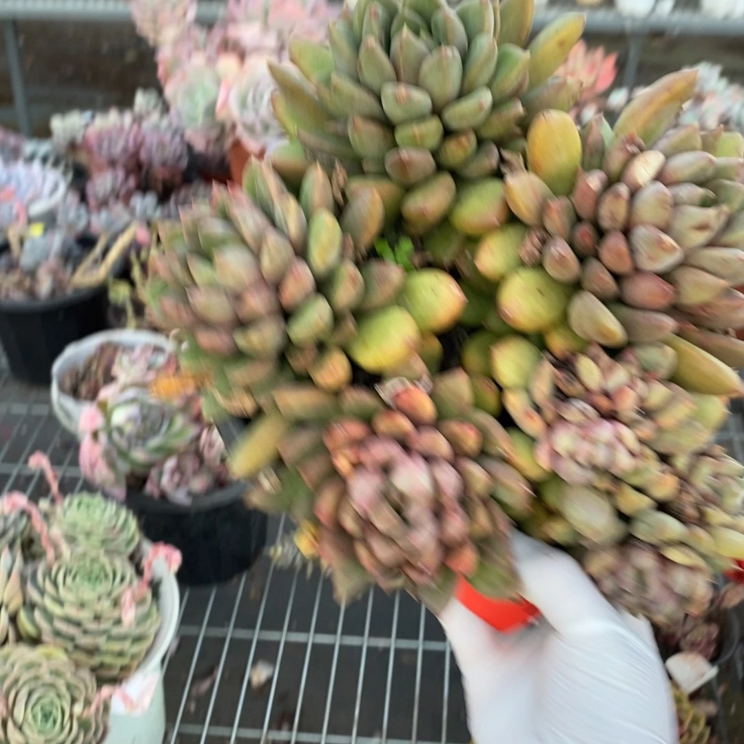 191象牙多头一物一拍