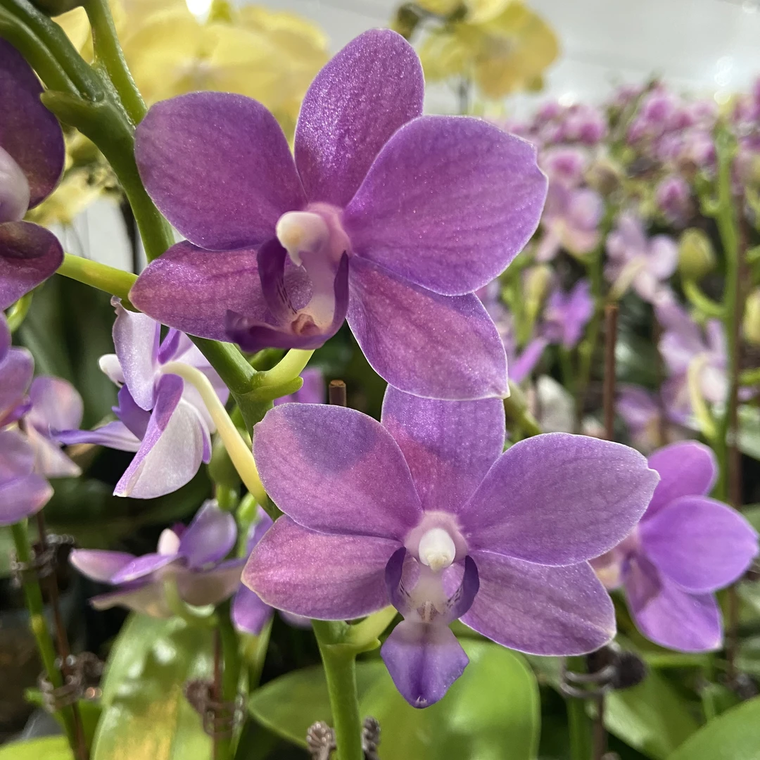 蝴蝶兰【3.5寸紫玉铃铛】中小花型 紫色系 桌面款 高端花卉