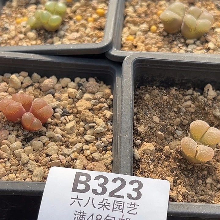 一****323号12颗风铃多肉