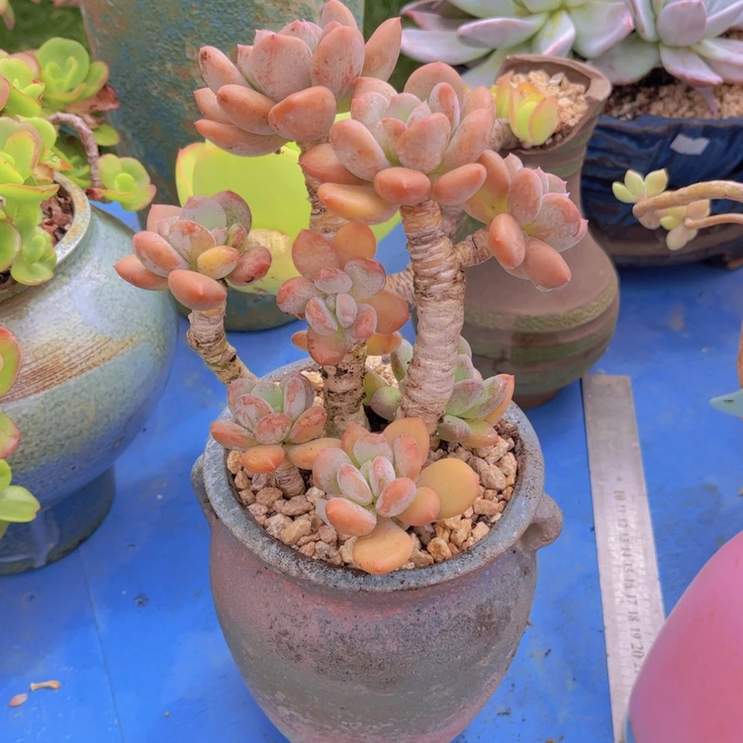 ****煜多肉植物组合盆栽植物