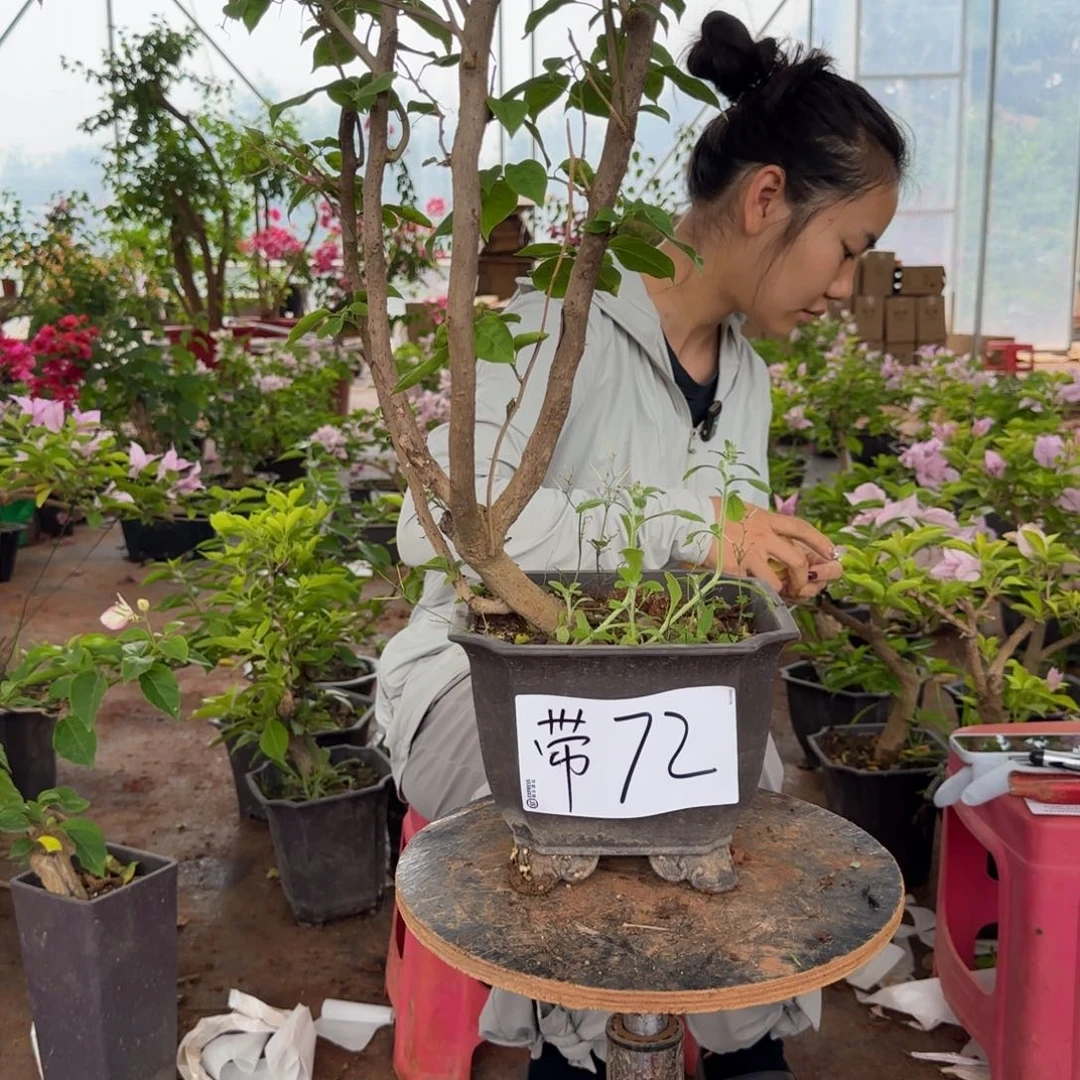 大部分花苞少量开放72 柠檬黄