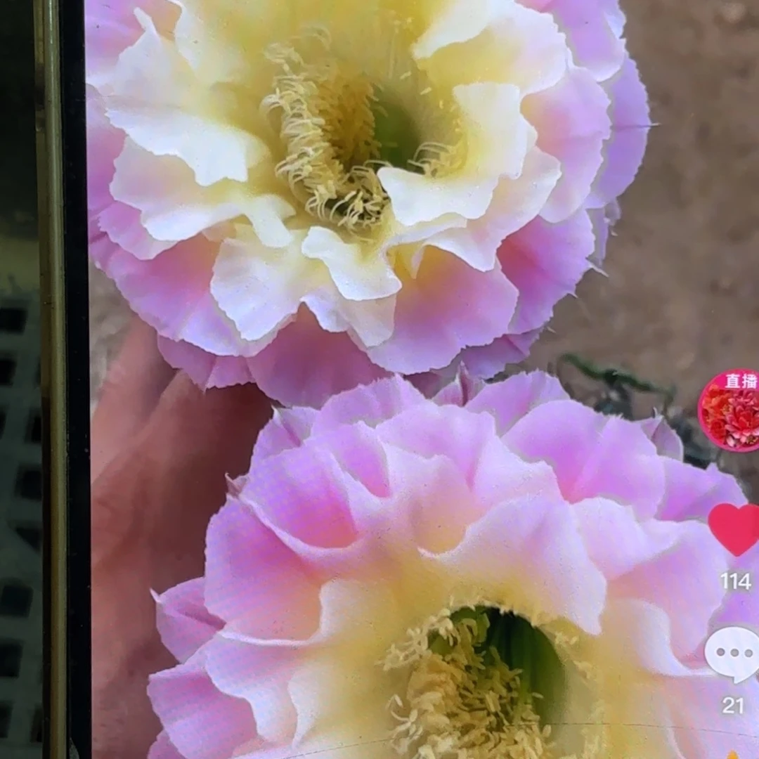 A40彩金刚侧牙20包邮30