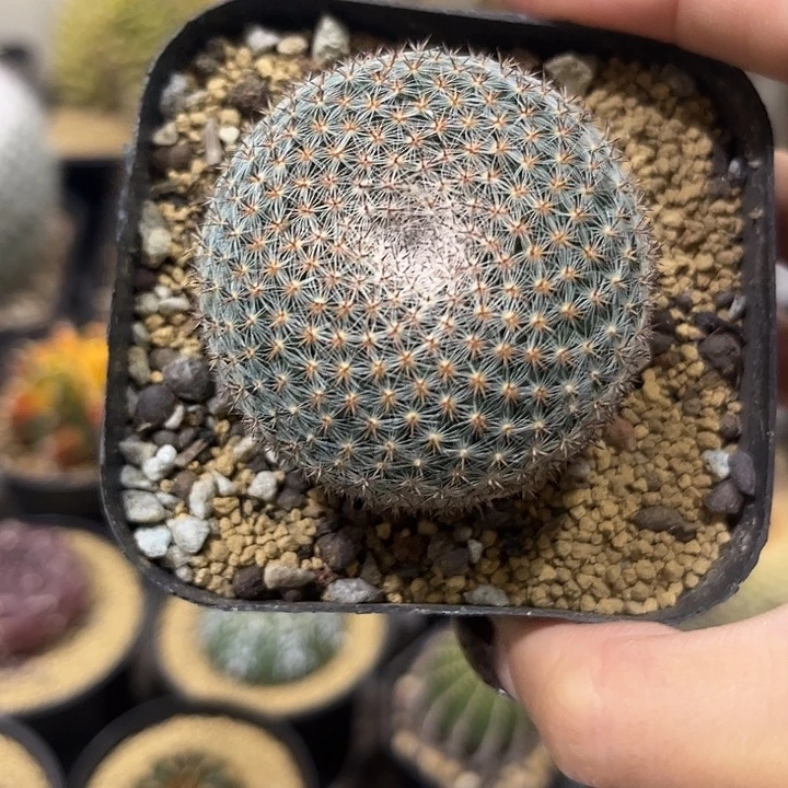 实生跟雪娟丸仙人球