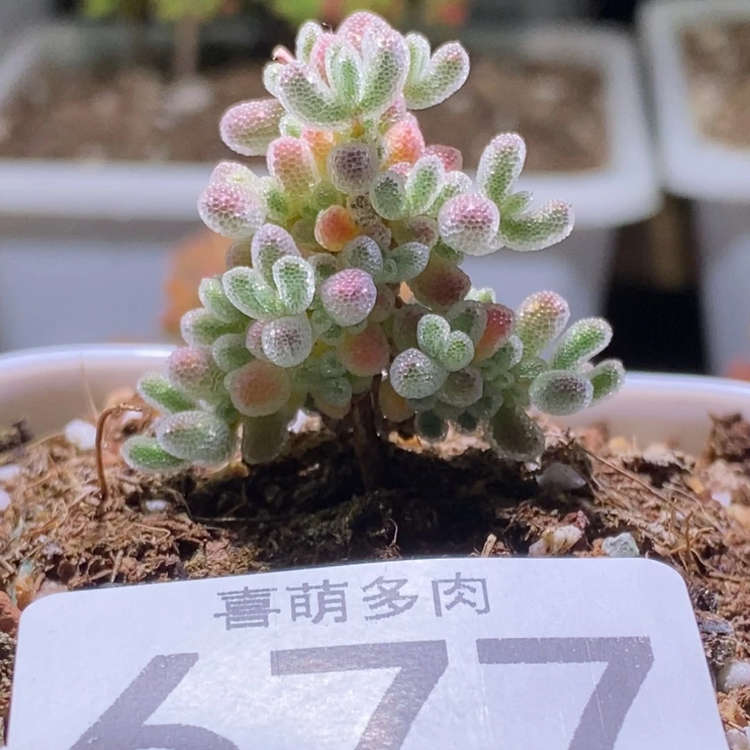 龙****?冰钻枝干番杏677