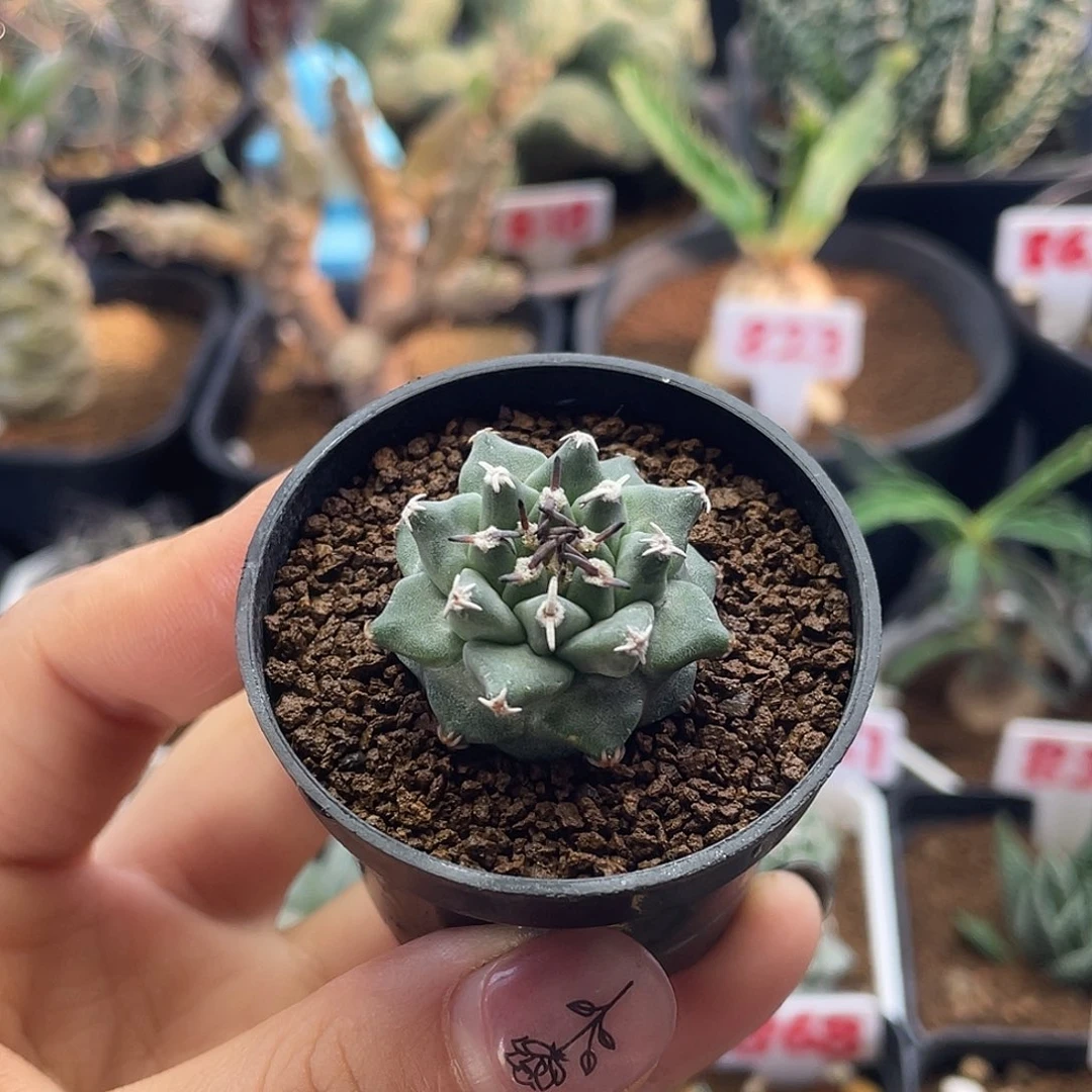 实生紫花大尤赤花娇丽仙人球