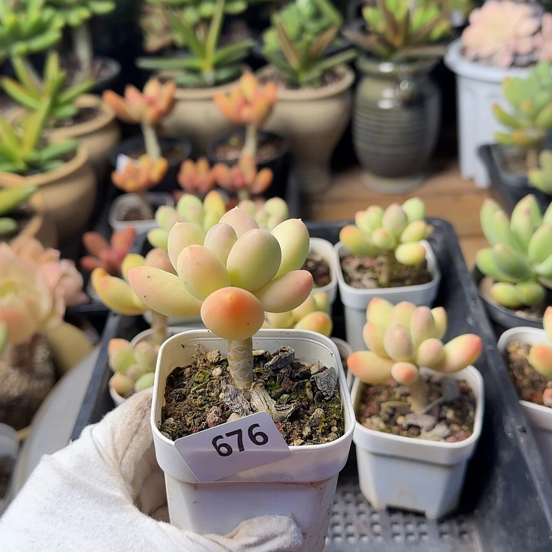 ?**s676号一物一拍