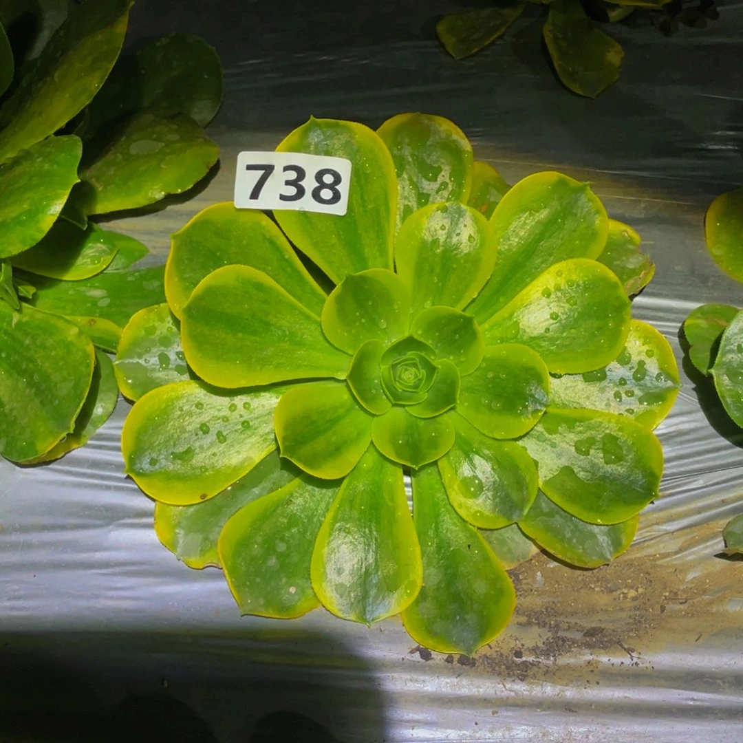 香炉盘黄锦多肉之前738