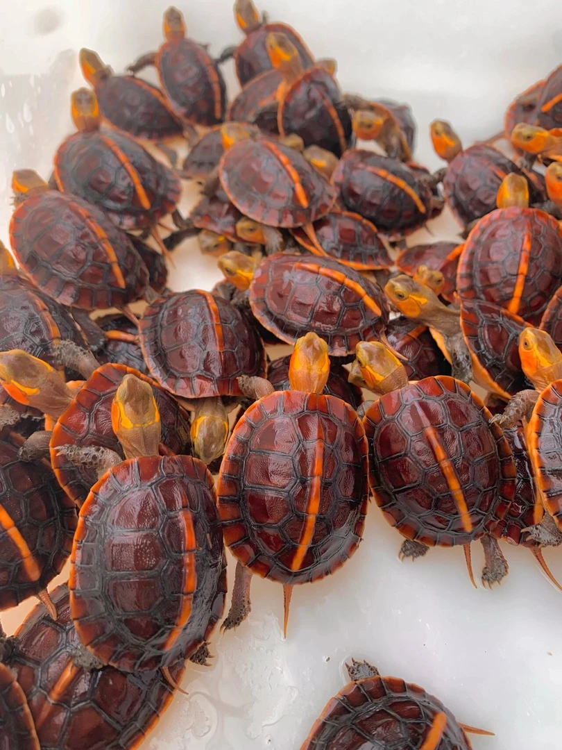 人工饲养宠物龟  直播间挑好截图 拍开箱视频包健康对版到家