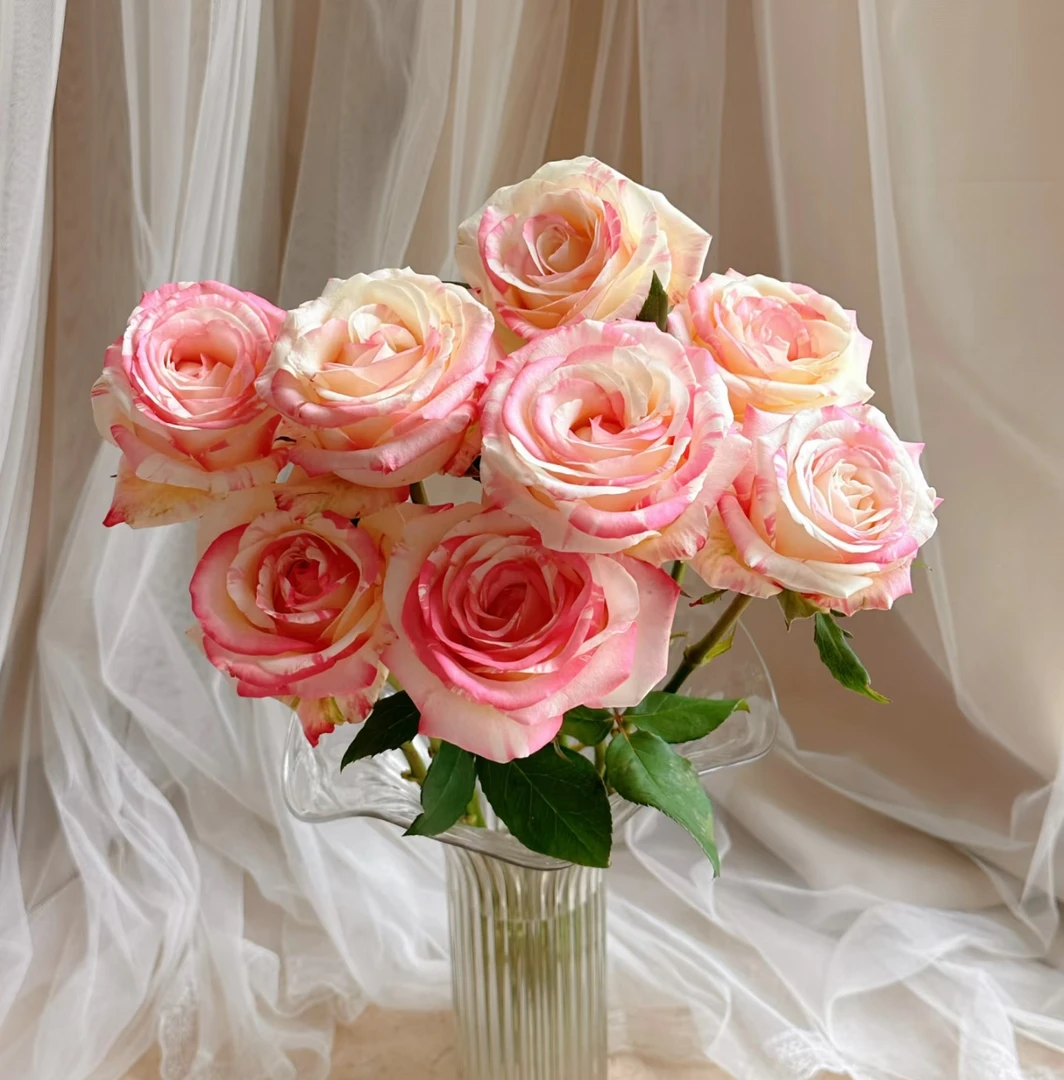 【霓裳玫瑰AK】单头玫瑰10枝  | 全场任意满两单鲜花包邮