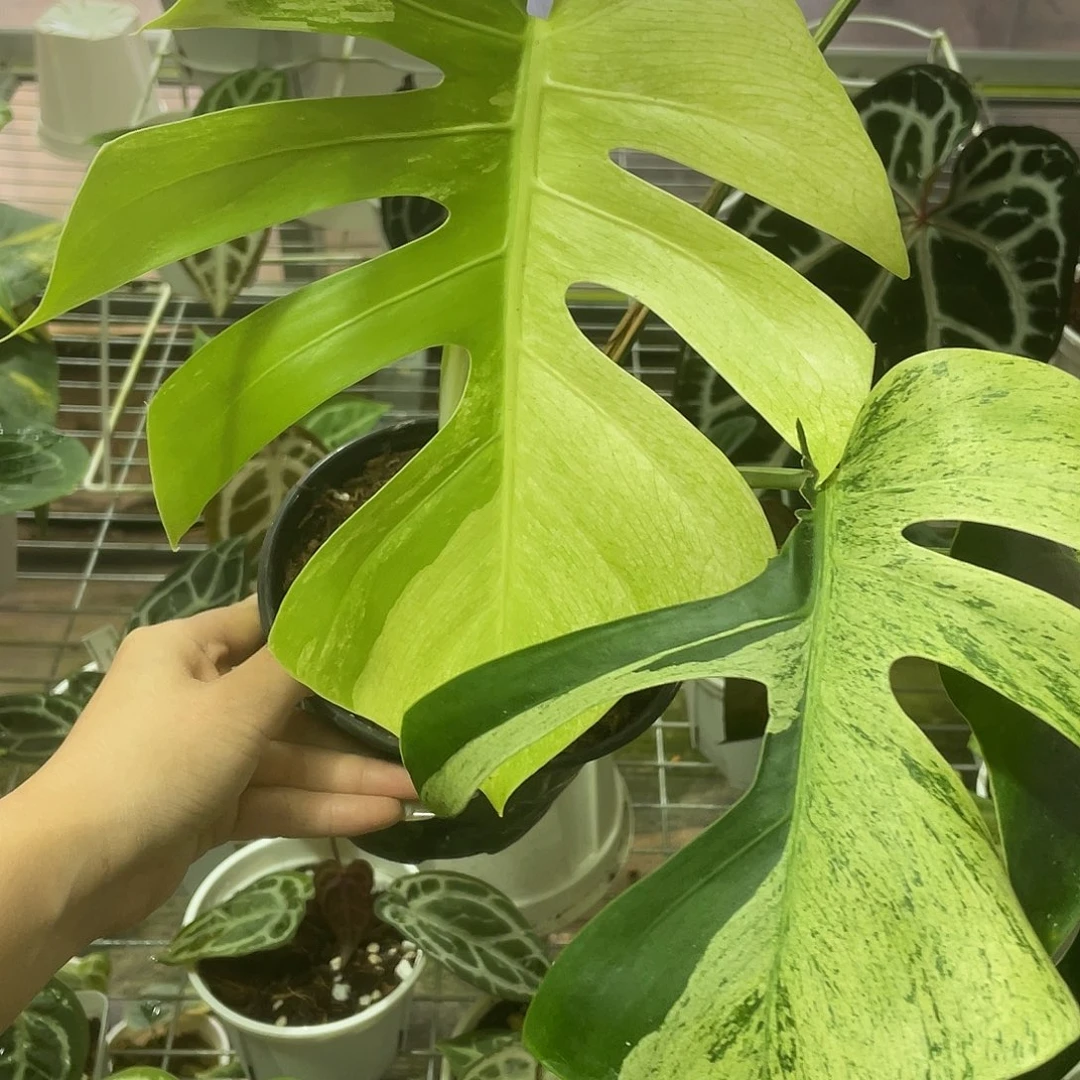 完全开放花叶薄荷龟