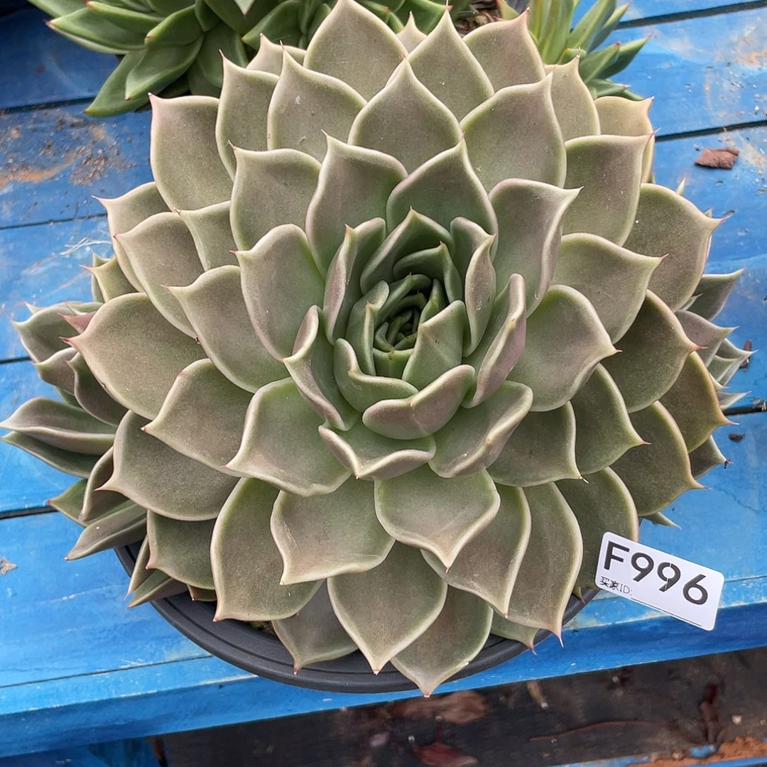 若如东云单拍F996