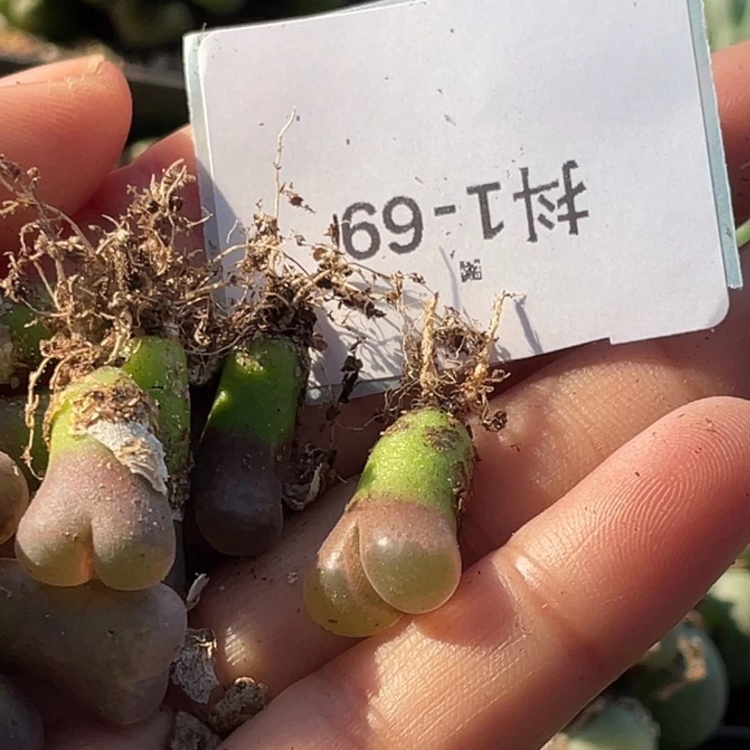 *****1-69肉锥多肉植物