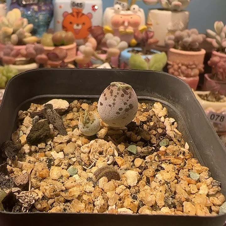 咔***块T粉海豹盆口   6cm