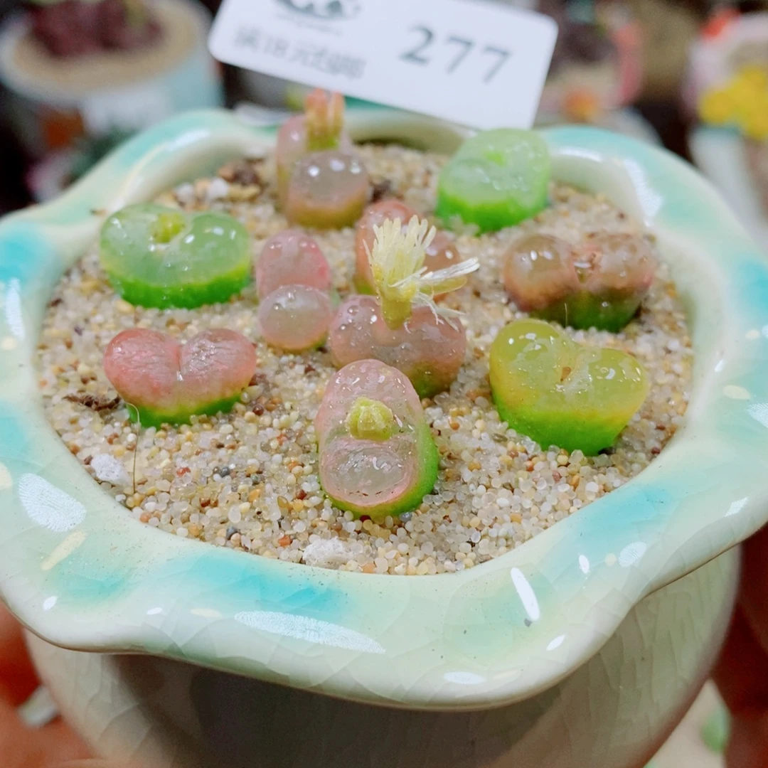 生石花花花花花花277